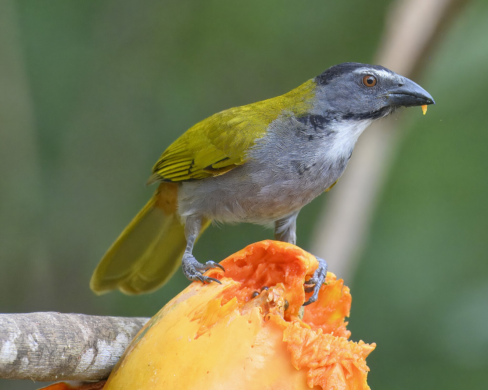 image Black-headed Saltator